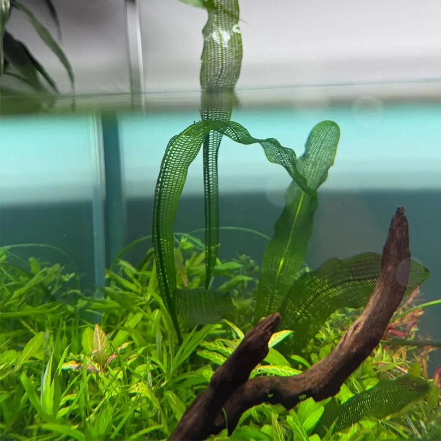 Aponogeton m. var madagascariensis-3