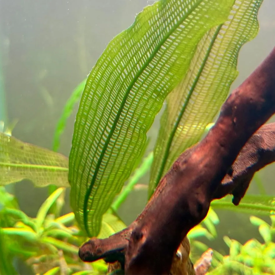 Aponogeton m. var madagascariensis-4