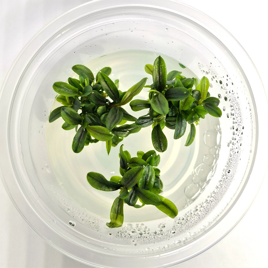Bucephalandra Nedde Leaf