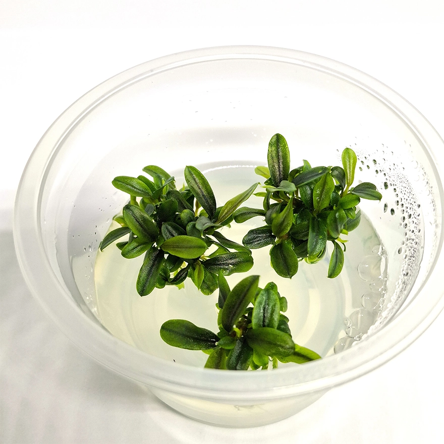 Bucephalandra Nedde Leaf2