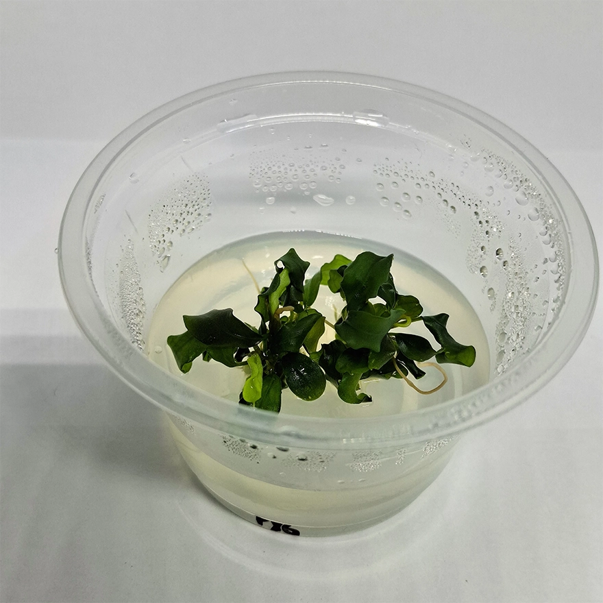 Bucephalandra pygmaea _Bukit Kelam_ 12_