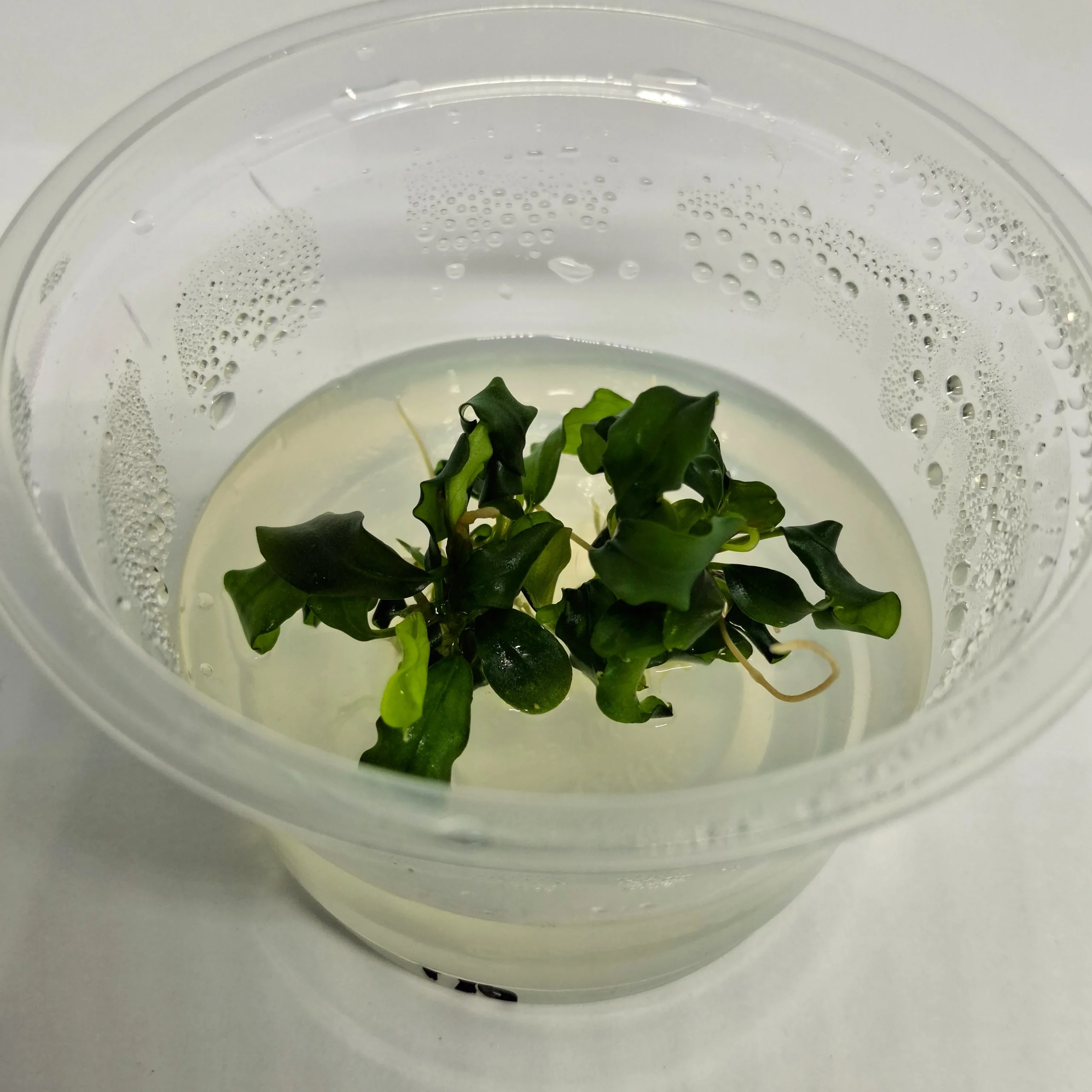 Bucephalandra pygmaea _Bukit Kelam_ 1_