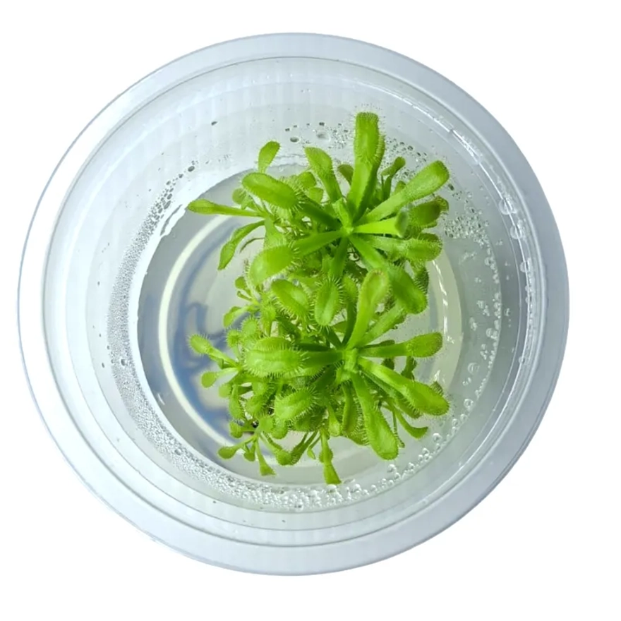 Drosera Hercules-1