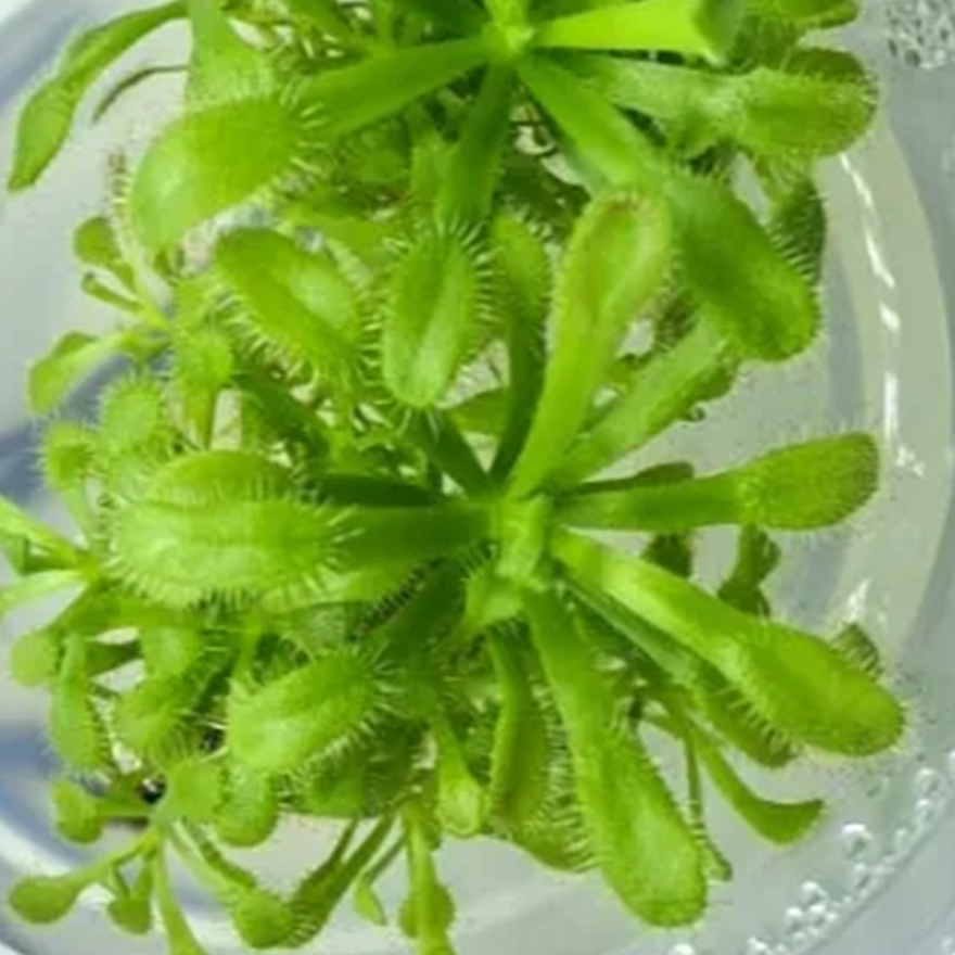 Drosera Hercules-2