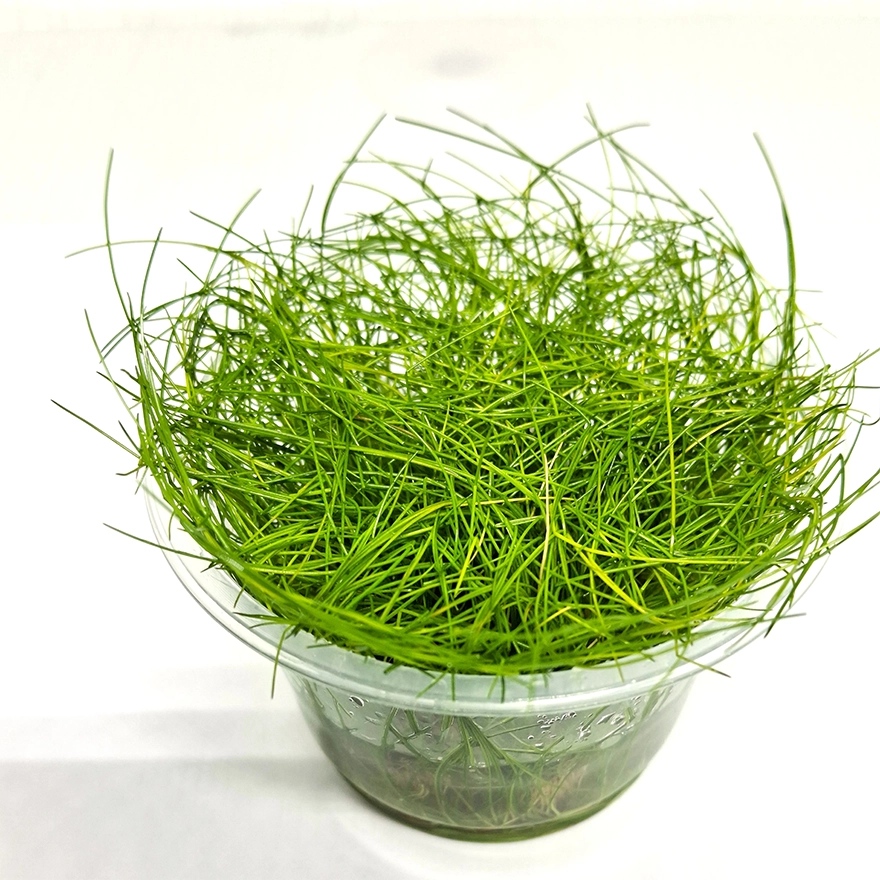 Eleocharis minima 5