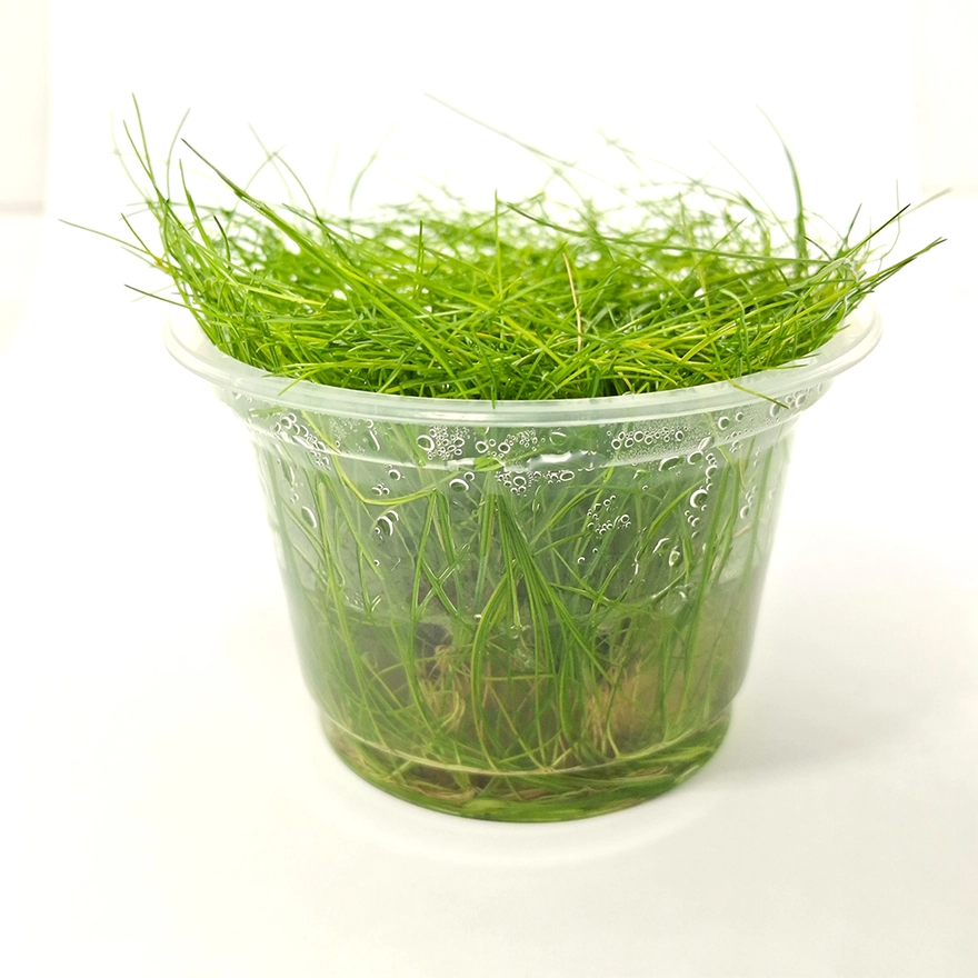 Eleocharis minima