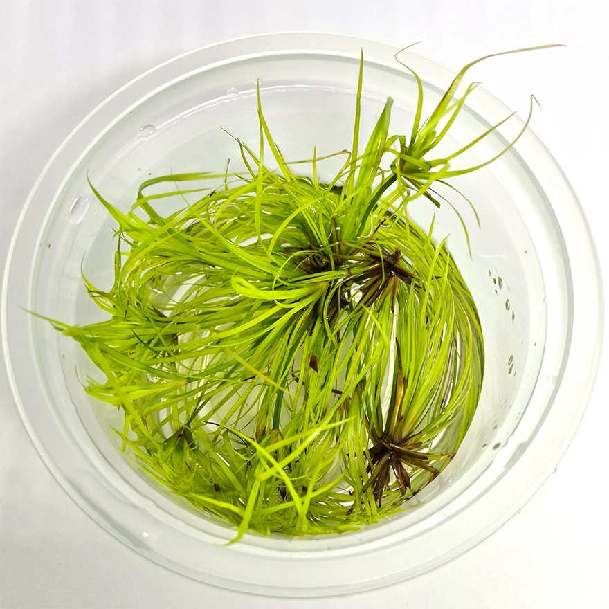 Juncus33q_r