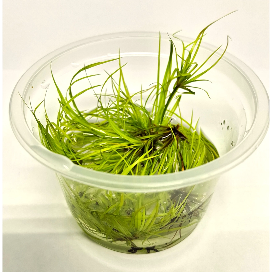 Juncus3_r