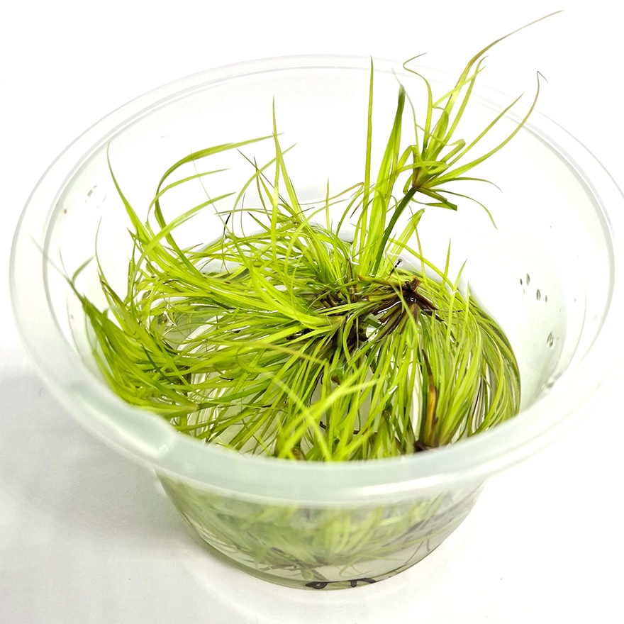 Juncus_r