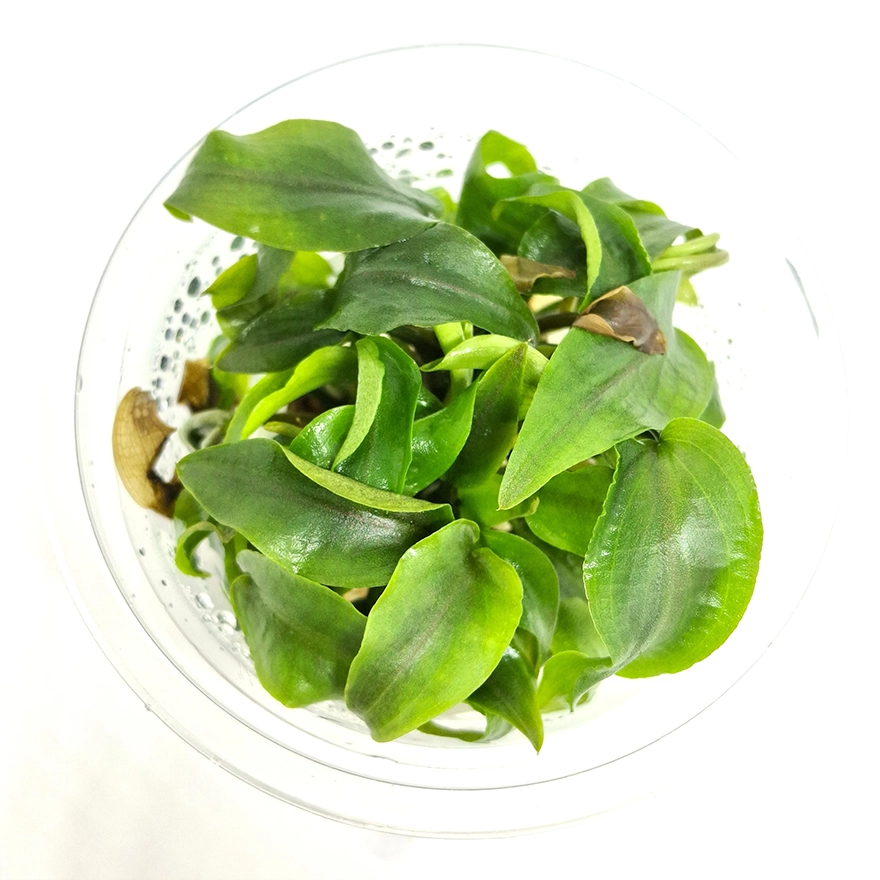 Lagenandra Meeboldii red 2_r
