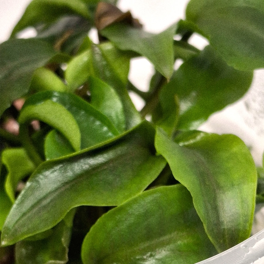Lagenandra Meeboldii red 3_r