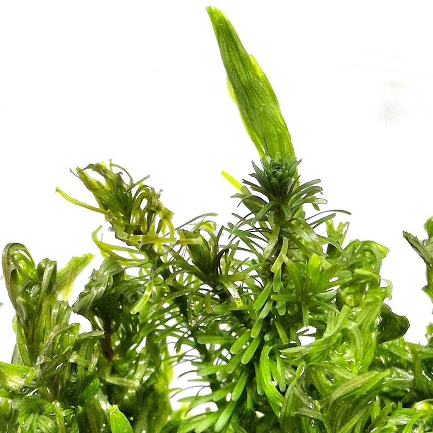 Rotala Vietnan