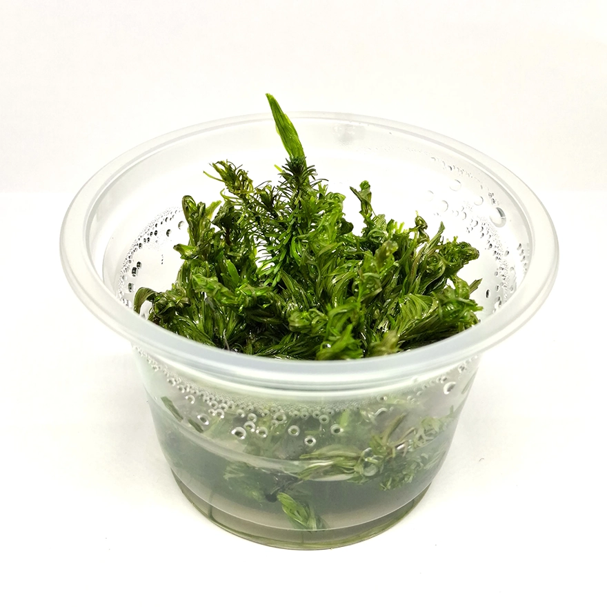 Rotala Vietnan1