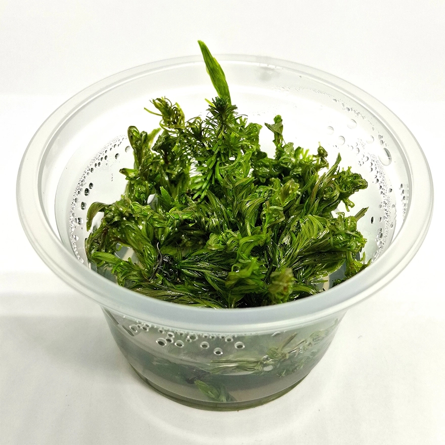 Rotala Vietnan2