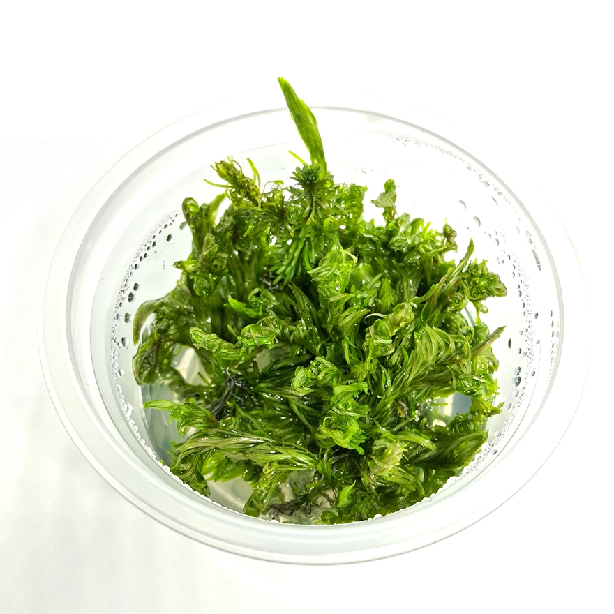Rotala Vietnan3