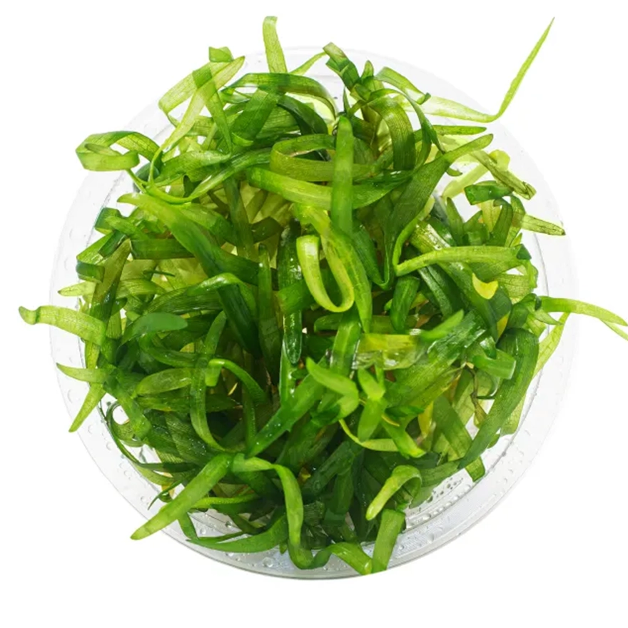 Sagittaria Subullata-3