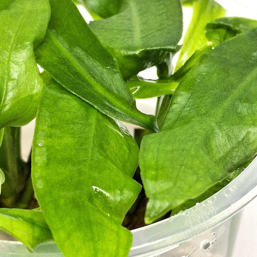 e. aMAZONICUS