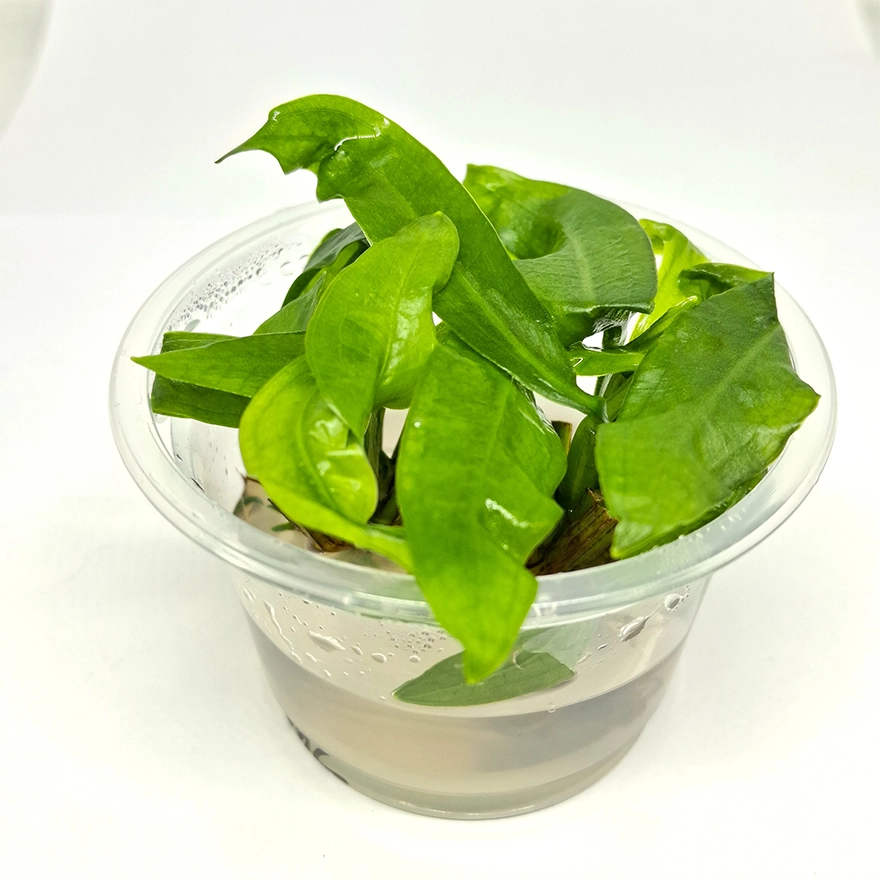 e. aMAZONICUS12