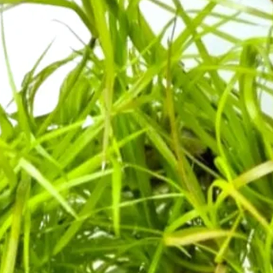 juncus3_r_1