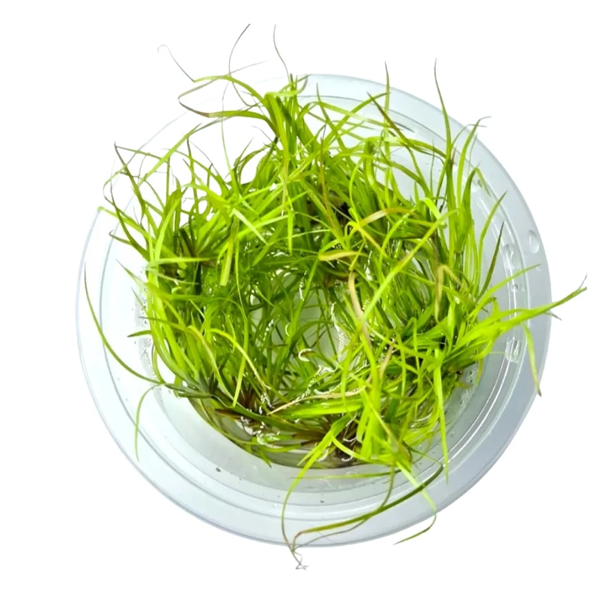 juncus_r_1