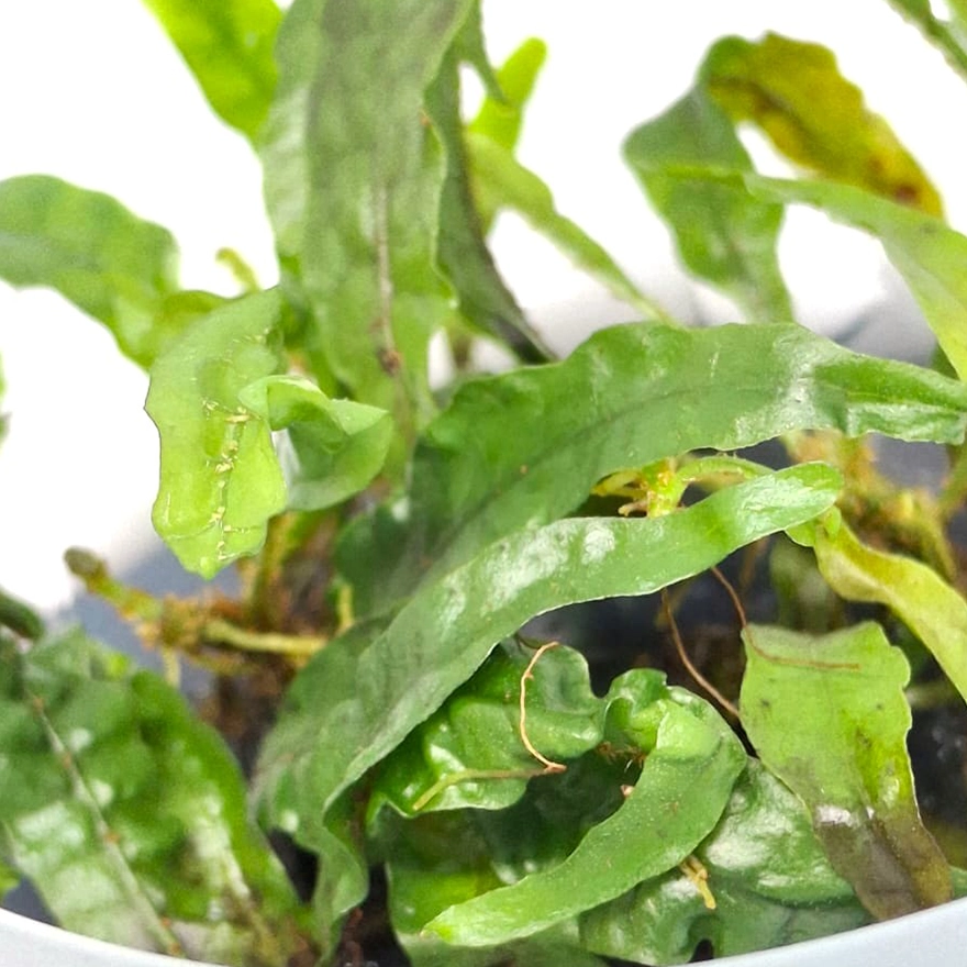 microsorum pteropus-2
